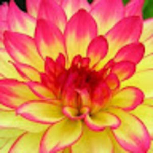 Meet your Posher, Jazmin